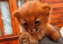 Rescatan a un jaguarundí que apareció cerca de una vivienda en Taco Ralo