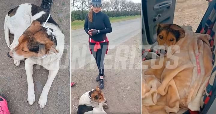FINAL FELIZ: Encontraron al  perro maratonista  de  La Trepada al  Indio y ya estan con sus dueños