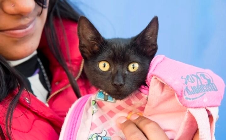 Animales SMT: cómo solicitar turnos para castración o esterilización gratuitas