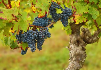 Abrir más mercados, la salida de la vitivinicultura para que no desaparezcan productores