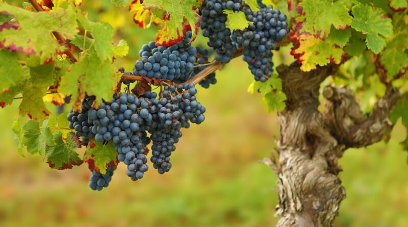 Abrir más mercados, la salida de la vitivinicultura para que no desaparezcan productores