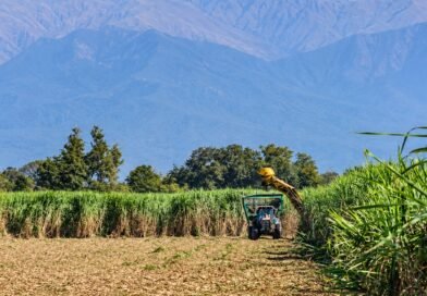 Crisis azucarera: los productores advierten que quedará caña sin cosechar y piden ayuda al Gobierno