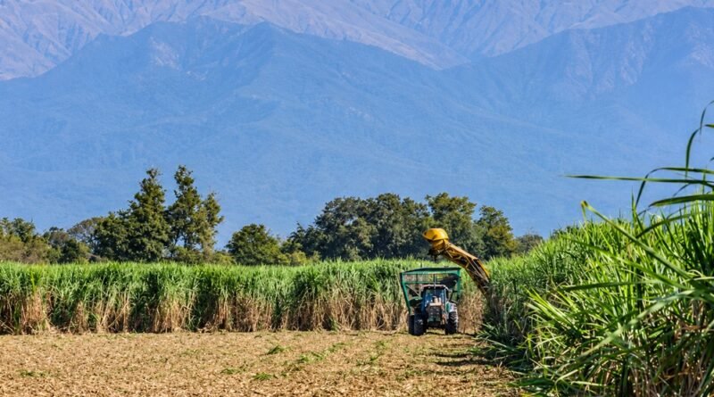 Crisis azucarera: los productores advierten que quedará caña sin cosechar y piden ayuda al Gobierno