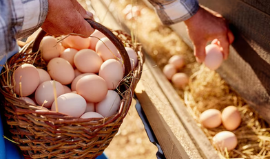 Argentina lidera el consumo mundial de huevos: 430 por persona