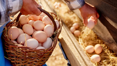 Argentina lidera el consumo mundial de huevos: 430 por persona