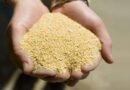 La harina de soja argentina consigue una prima de US$6 por tonelada ante la fuerte demanda europea